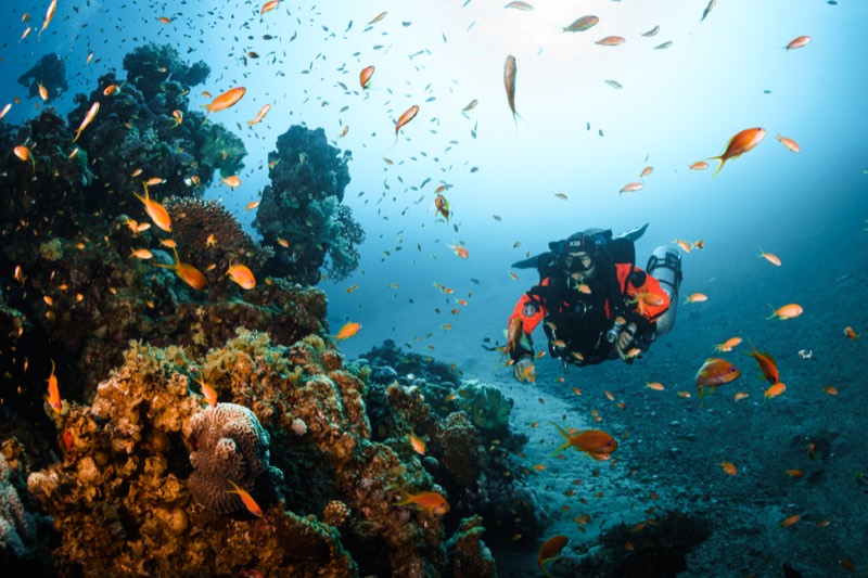Sameh Sokar diving — photo 14
